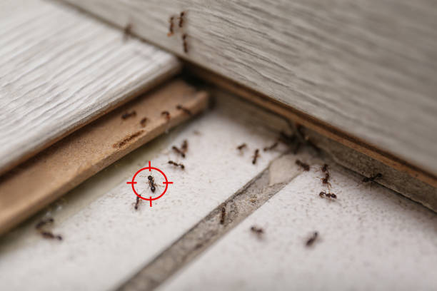 Best Best Pest Control Companies  in Seven Points, TX