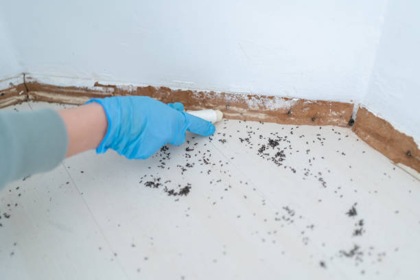 Best Ant Control Services  in Seven Points, TX